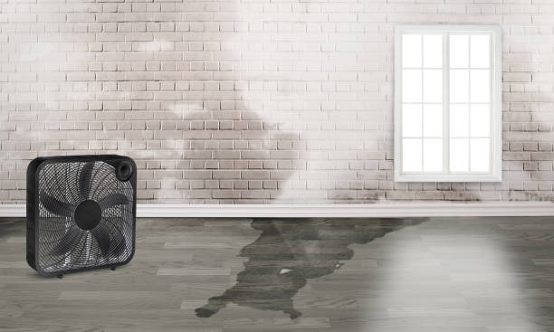 Best Basement water damage restoration  in Flora Vista, NM